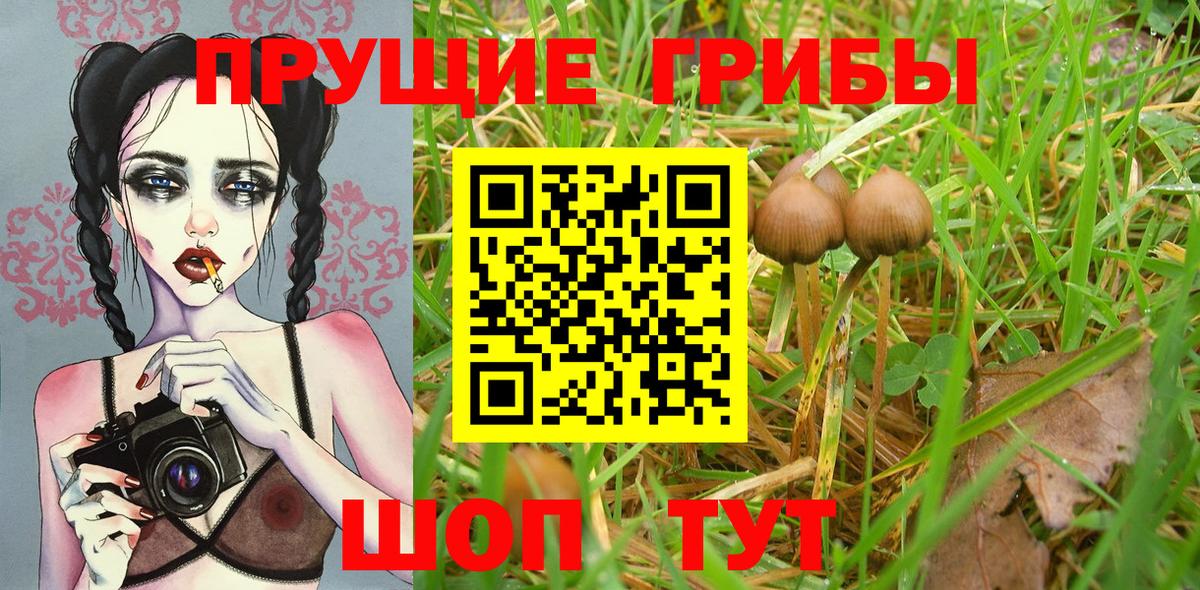 Галлюциногенные грибы Psilocybe Нарткала